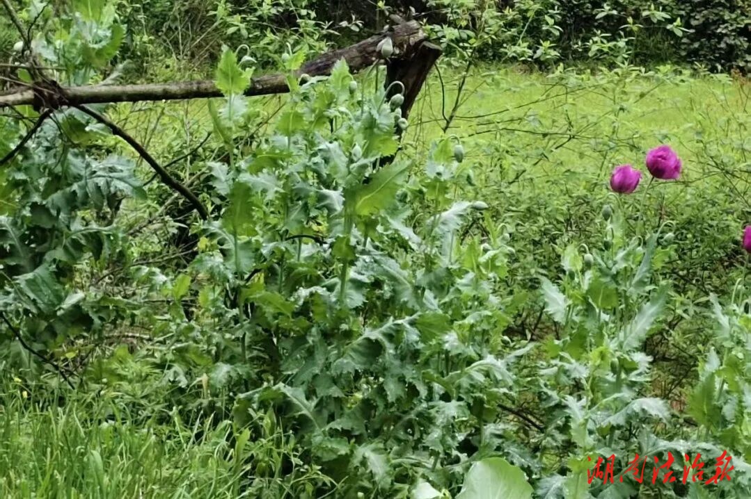 一株也違法，千萬(wàn)不能種！