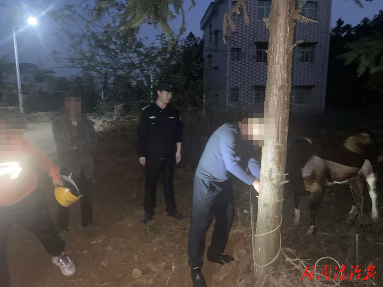 东安公安两小时寻回走失孕牛 失主尚未报案