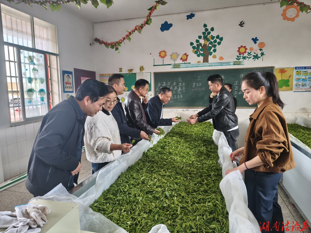 山乡问茶  产业赋能  ——全国人大代表沈昌健深入刻木山乡凤兴村调研茶产业