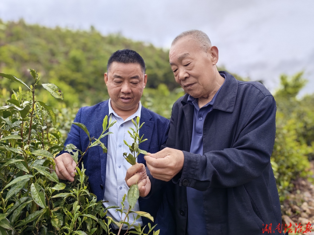 赓续非凡：中国红茶看烟溪 平顶界上有传奇