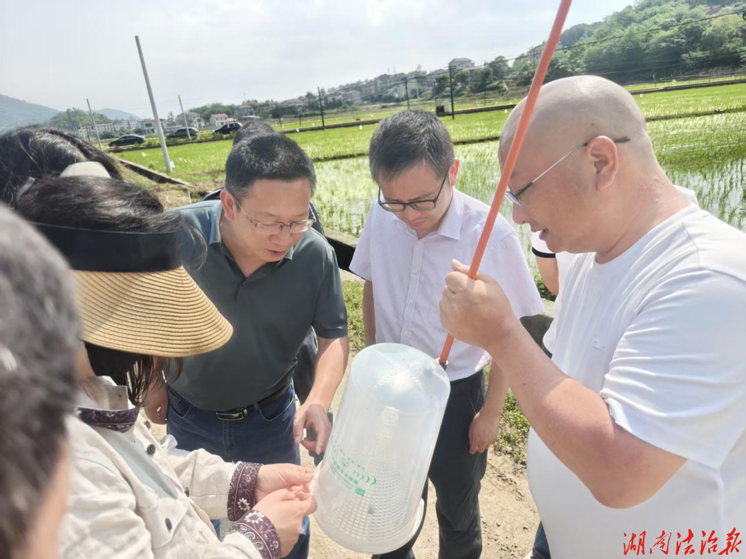 湖南省植保站专家赴双峰县督导“虫口夺粮”保丰收行动