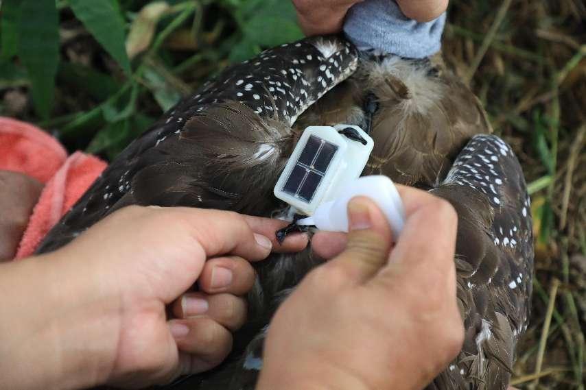 科技助力生態(tài)保護 江永縣成功實施首例野生動物衛(wèi)星追蹤放歸