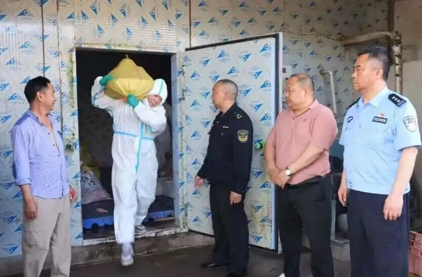 桑植县严查“僵尸肉”“白板肉” 重拳整治肉类安全隐患