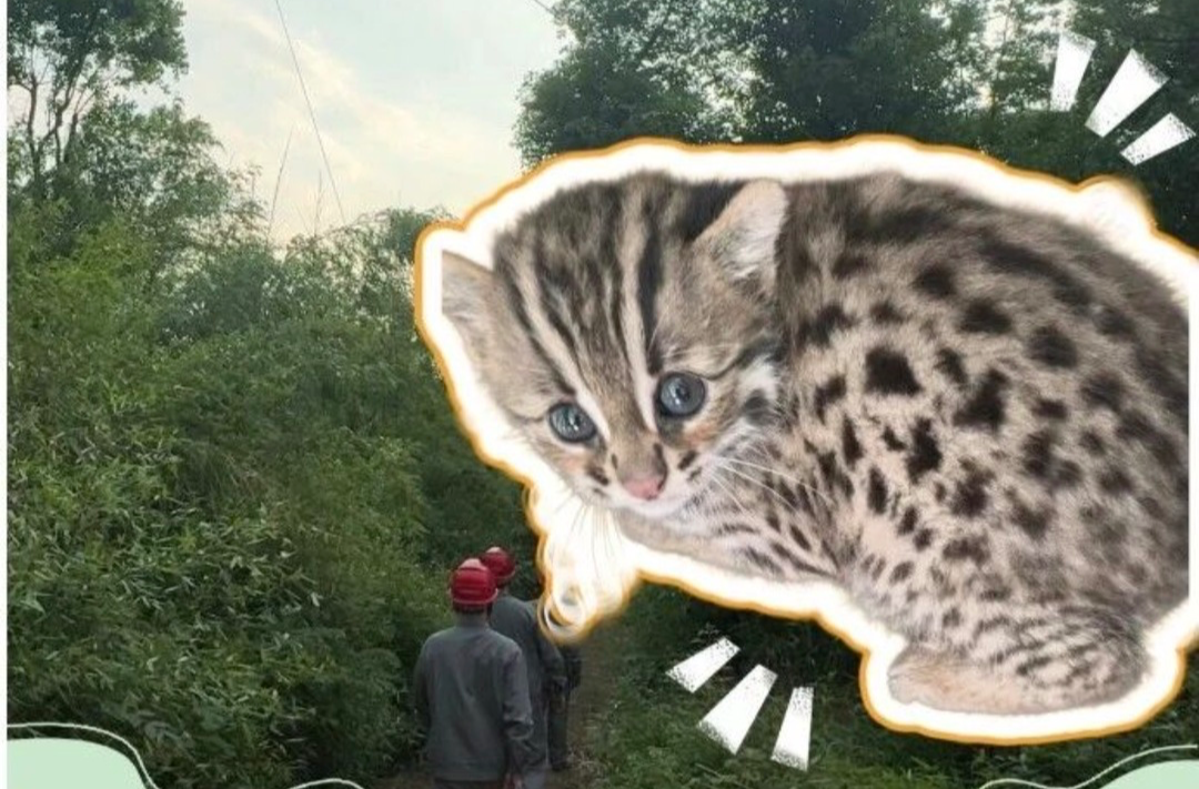 线路巡视中，他们救了只“小豹猫”