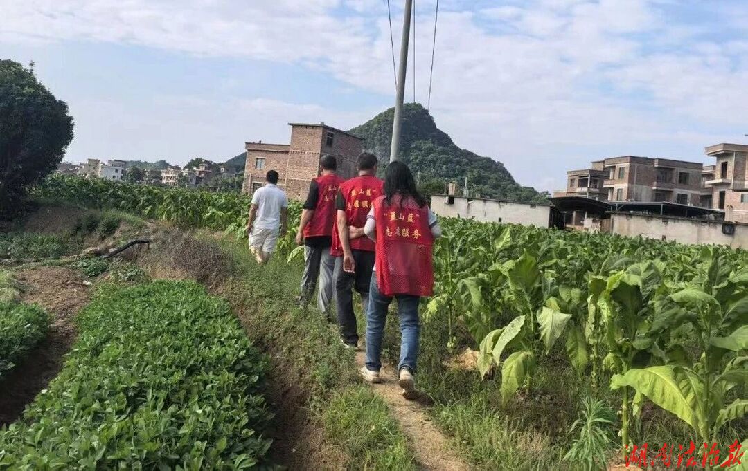 蓝山县祠堂圩镇：全域踏查守净土 织密禁种铲毒防护网