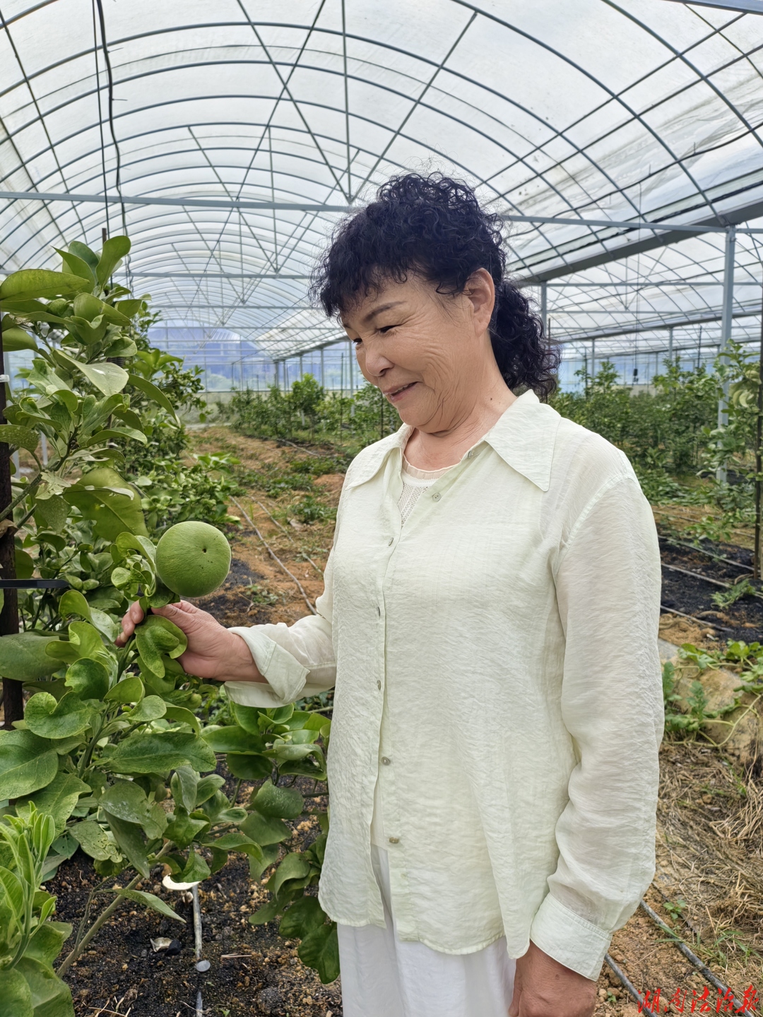 赵柱湘：开发特色果蔬 回报紫薇村热土