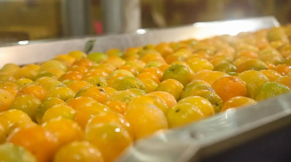 江永：夏橙丰产俏销海外