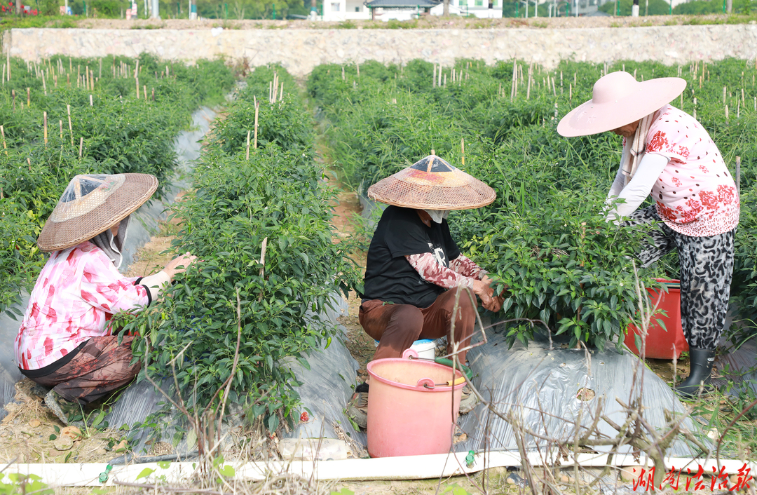 新田：辣椒丰收采摘忙 蔬菜产业助增收
