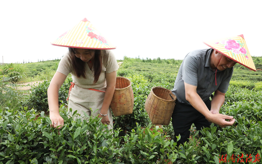 苏湘携手流量赋能！江苏自媒体博主来新采风助农拓销路