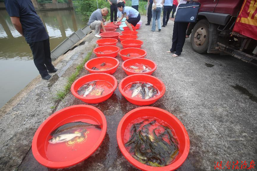 衡阳县44万尾鱼苗人工放流蒸水河
