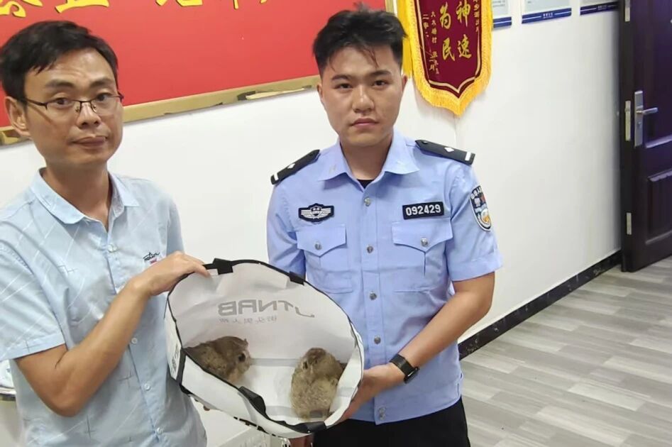 猫头鹰幼崽野外坠落，警民暖心接力送鸟归山