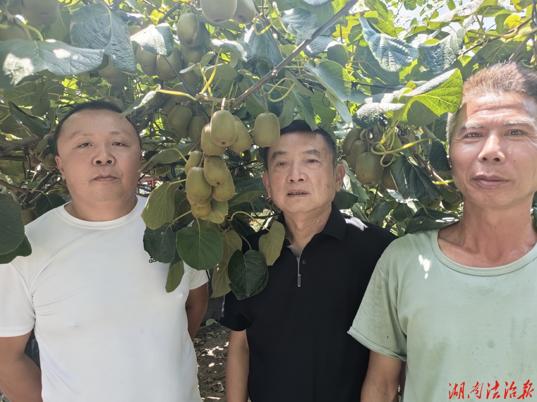 大通湖区“大家乐”农场：果园硕果  累累，产品供不应求