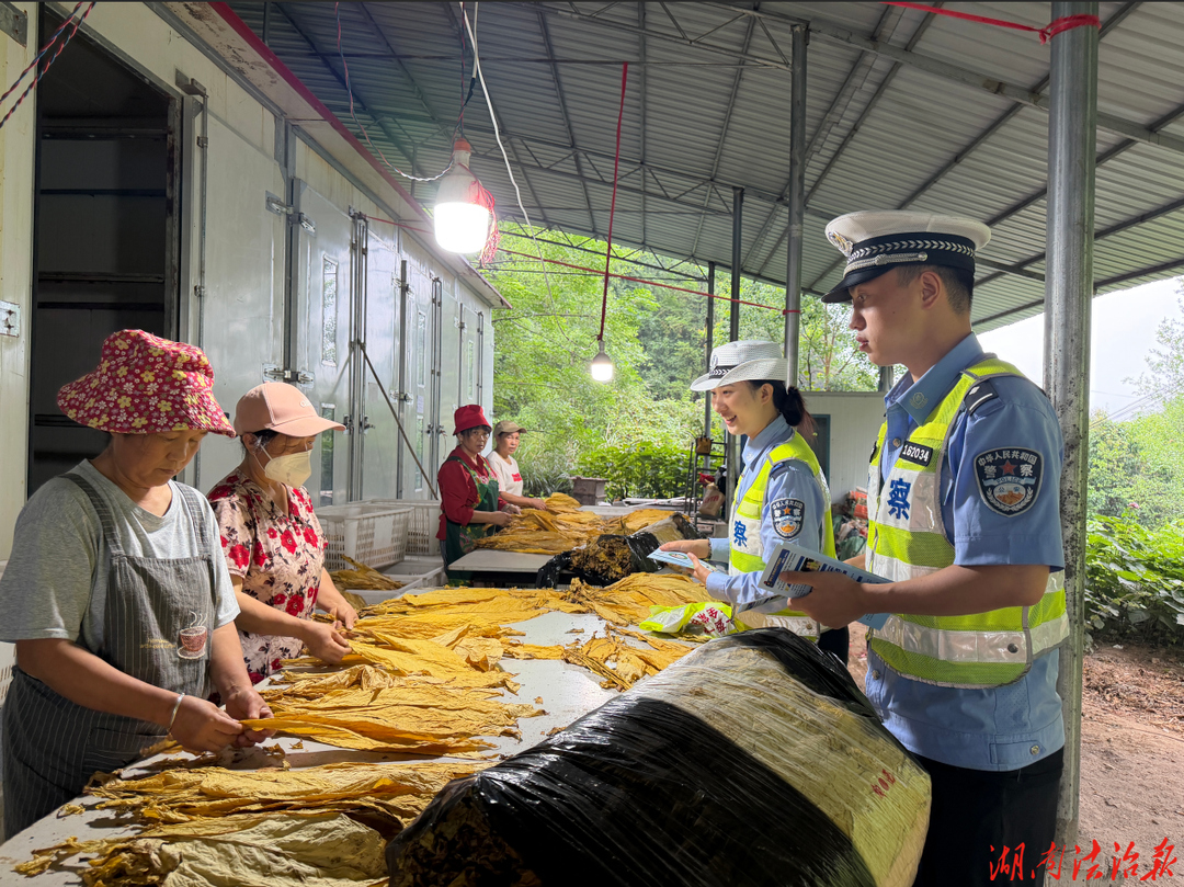 【强治理 护民安 促发展】花垣公安交警：交通安全宣讲进田间 守护烤烟生产平安路
