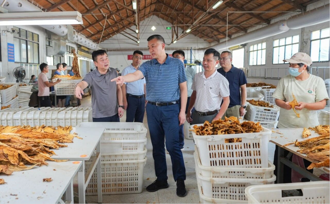 江永县委调研指导全县烤烟收购工作