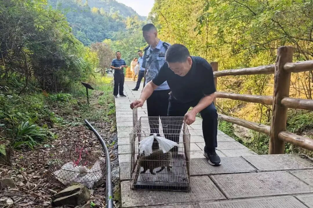 康复“出院”！桑植公安护送96只野生动物重返自然家园