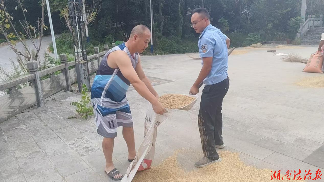 【强治理 护民安】暴雨将至谷子难收 龙山县公安局石牌派出所出手帮忙