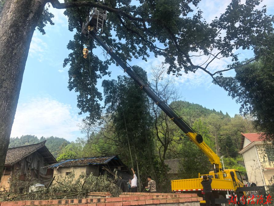 花垣法院：清除古树枯枝隐患 筑牢群众安全防线
