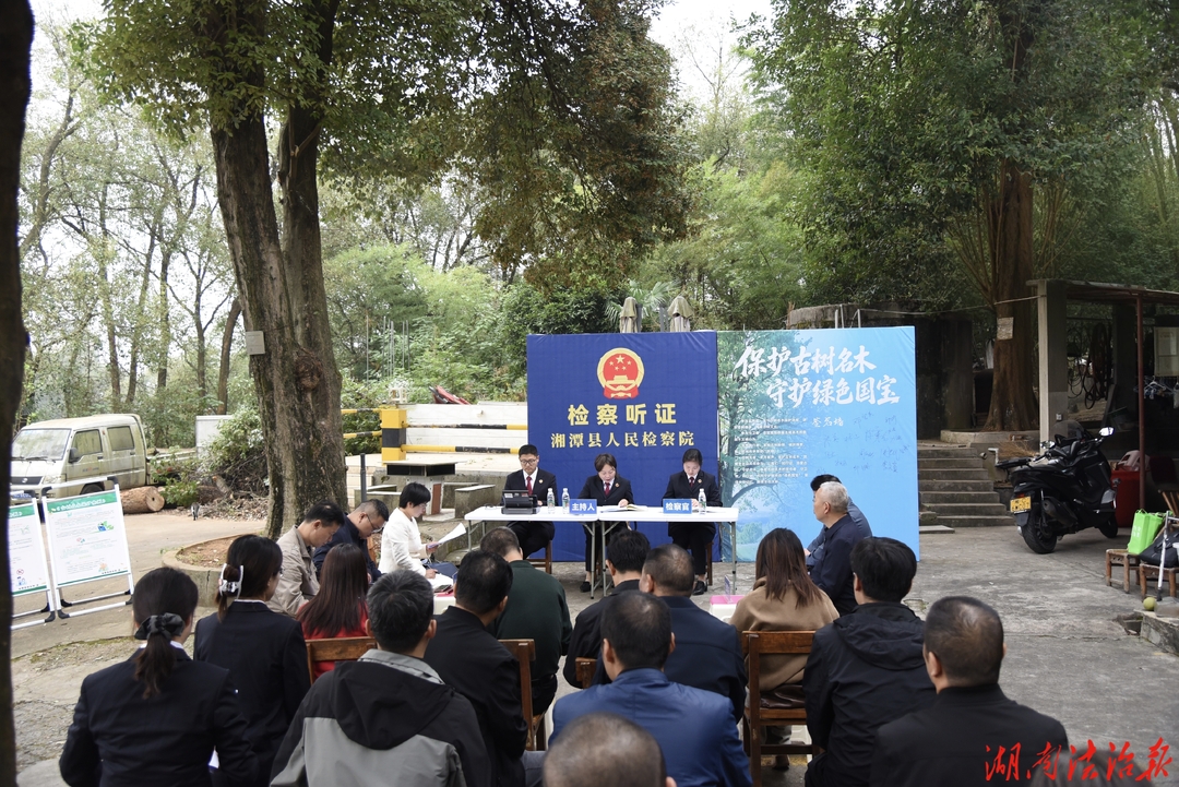 一场开在古树下的听证会，守护穿越百年的“活文物”